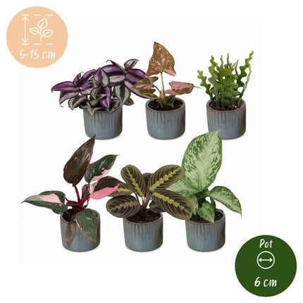 Baby Plants Surprise Box 6x - Verrassingsbox kleine planten - Diversen - Tropisch - incl. Linnea Misty Blue - Ø6cm - ↕5-15cm