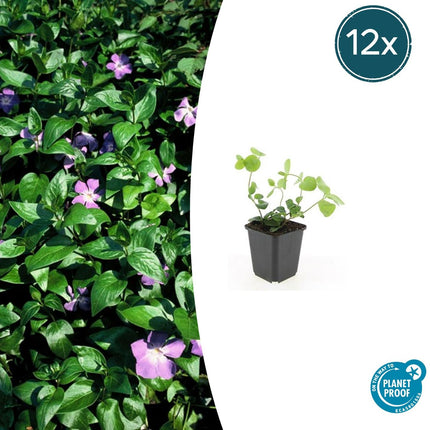 Vinca major - Pervinca - Cubresuelos - 12x - ↕10-25cm - Ø9cm
