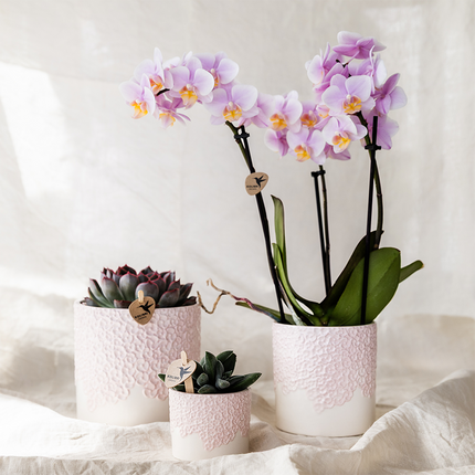 Kolibri Orchids | Coffret Cadeau Bloom rose | Orchidée Phalaenopsis rose Portugal avec plante verte dans des pots décoratifs Bloom rose sur plateau Cloud rose