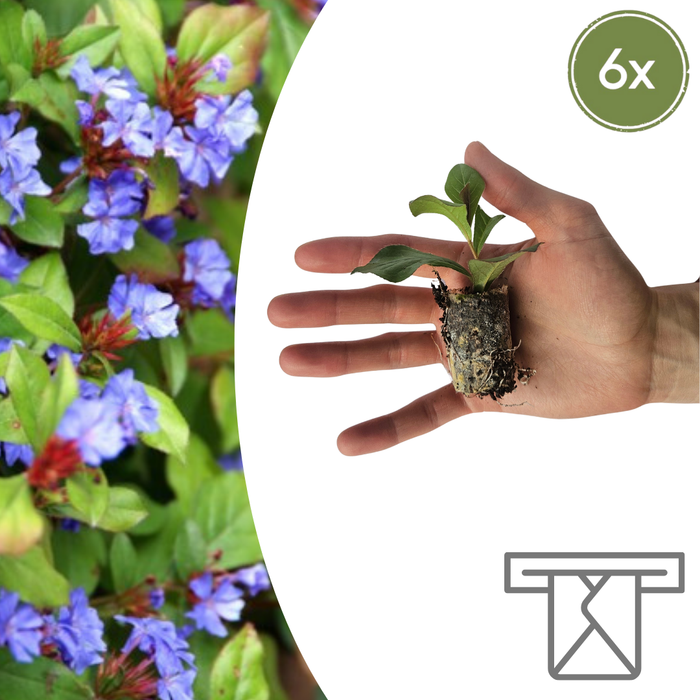 Ceratostigma – 6 Pluggen | Zelf Kweken & Genieten van een Kleurrijke Najaarstuin!