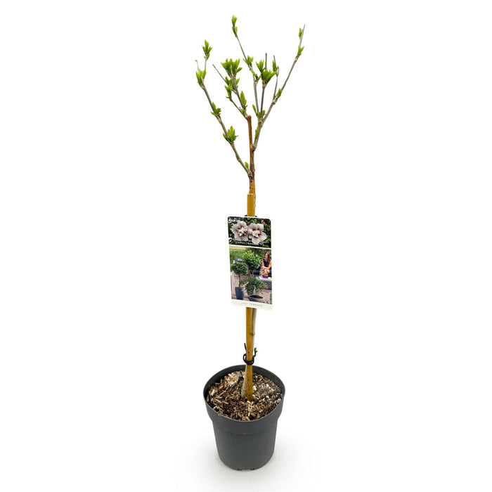 Tuinplant - Hibiscus syriacus Starburst Chiffon® - Plant op stam - Terras Plant - Bladverliezend - Weinig Onderhoud - Pot 19cm Hoogte 90cm