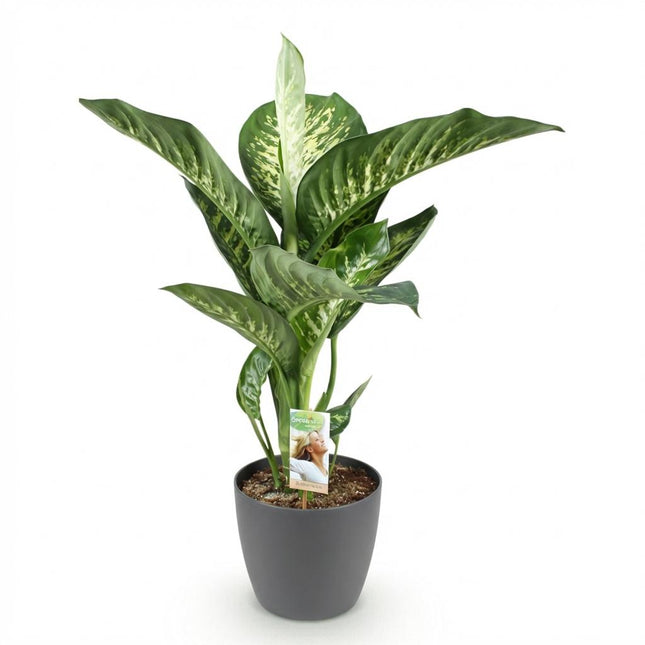 Dieffenbachia Tropic Snow - con vaso grigio - ↕90-100cm - Ø21cm