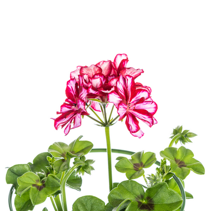 Pelargonium peltatum Mexica Ruby Ø12 cm - ↕20 cm - 8x