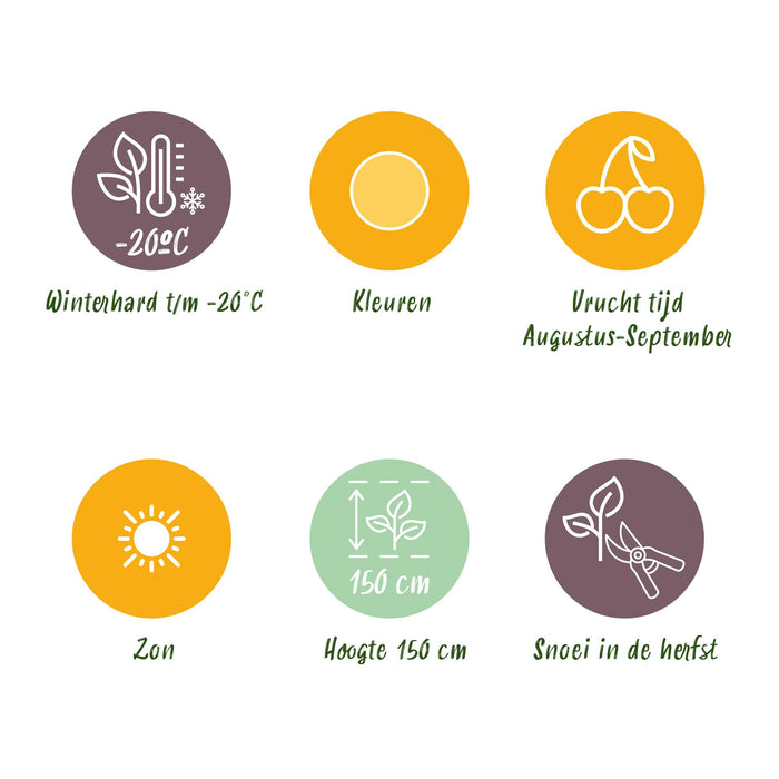 Framboos - Rubus idaeus Fallgold - Winterhard - 6 Planten - Pot 9 cm - Gele Framboos