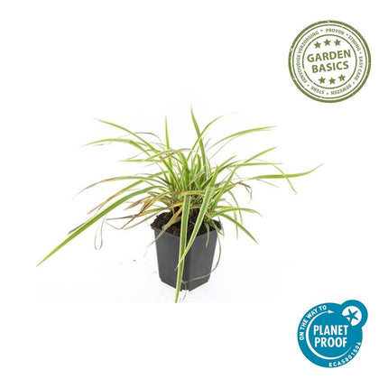 Carex morrowii 'Aureovariegata' - Zegge - ↕10-25cm - Ø9cm - 48x