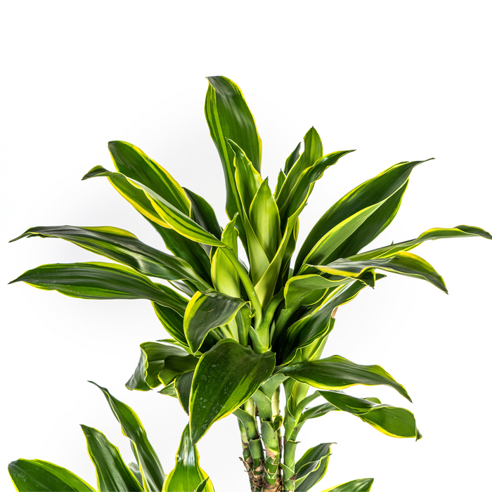 Dracaena Fragrans Golden Coast met mand Ø24cm - ↕130 - 150cm