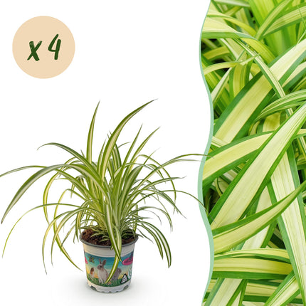 Chlorophytum comosum Variegate - Lirio de hierba - Variegado - ↕25-30cm - Ø12cm - 4x