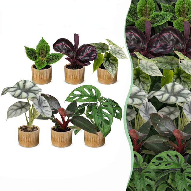 Babyplant Djungelmix - Diverse 6x - Tropisk - inkl. Linnea Honey - Ø6cm - ↕10-15cm