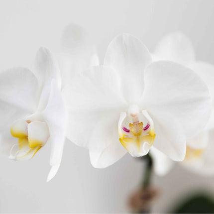 Kolibri Orchids | Witte Amabilis orchidee + Horizon sierpot geel – potmaat Ø9cm