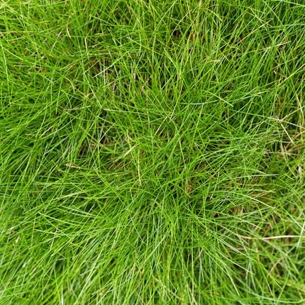 Festuca gautieri - Bjørneskind - ↕10-25cm - Ø9cm - 24x