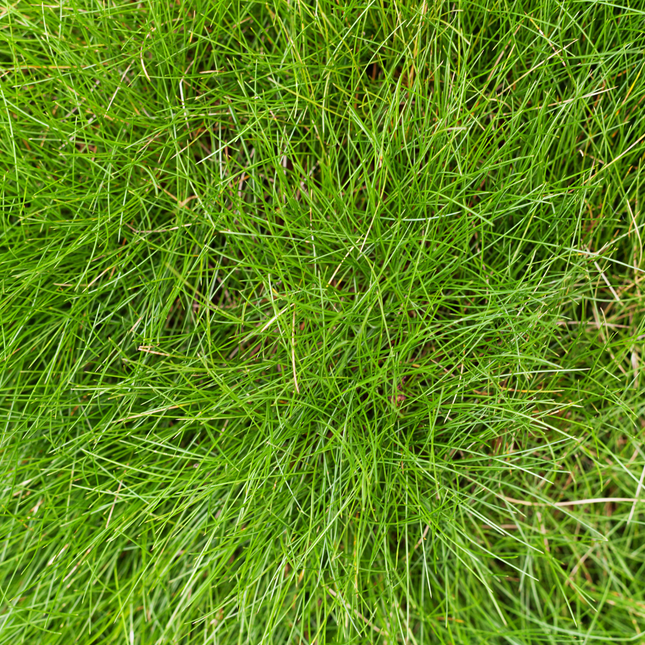 Festuca gautieri - Zwenkgras - ↕10-25cm - Ø9cm - 24x