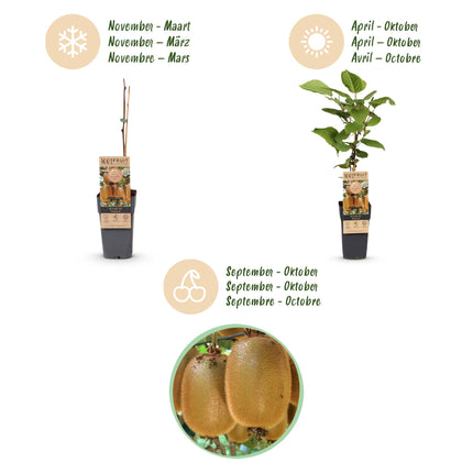 Acitinidia deliciosa Hayward - Kiwi plant - Female - Green Fruit - 2 Plants - Pot 15cm - Height 50cm