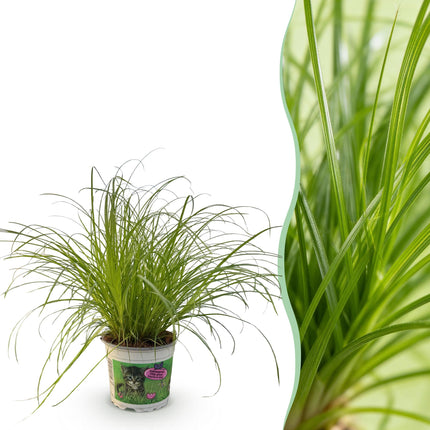 Cyperus alternifolius Zumula - Herbe à chat - ↕20cm - Ø12cm