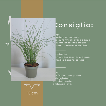 Miscanthus Sinensis ‘Gracillimus’ – Chinees Prachtriet - Ø12cm - 3x
