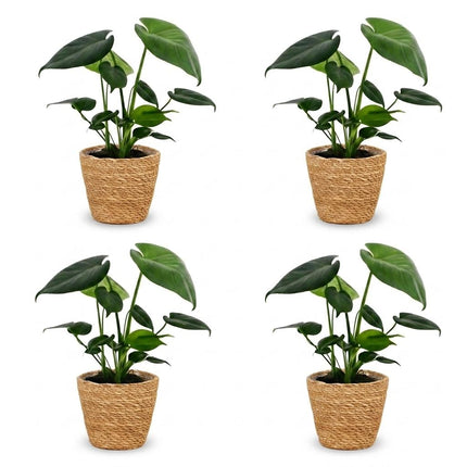Monstera Deliciosa - Gatenplant - 4x - met Mand - Pot 12cm - Hoogte 30cm
