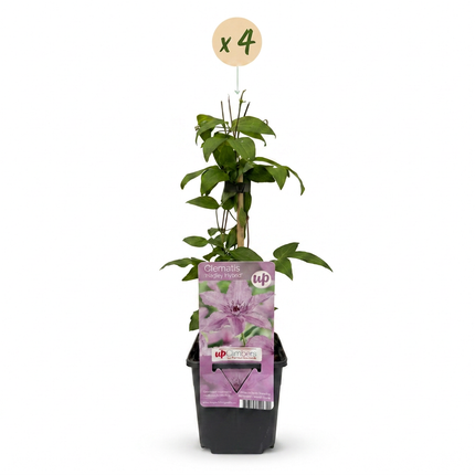 Clematis Hagley Hybrid - Bosrank 4x - Roze - Klimplant - Ø9cm - ↕35cm