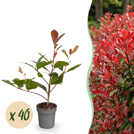 Photinia fraseri Red Robin - Glansmispel - 40x Haagplanten - Groenblijvend - Rood - Pot 9cm - Hoogte 25-35cm