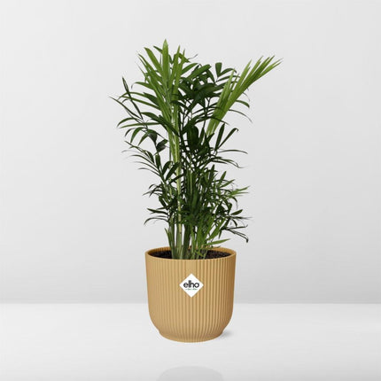 Chamaedorea Elegans in elho Vibes Fold Ø14cm yellow