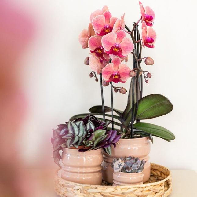 Kolibri Orchids | Combi Deal - 4 Zalmroze Phalaenopsis Orchideeën Niagara Fall Narbonne - Ø12 cm