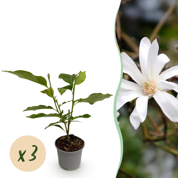 Magnolia stellata - Bloem Wit - 3 Planten - Bladverliezend - Weinig Onderhoud - Pot 12cm Hoogte 30cm