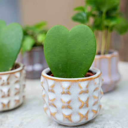 Plant set van 6 met pot set San Juan - plant mix - Ø6cm