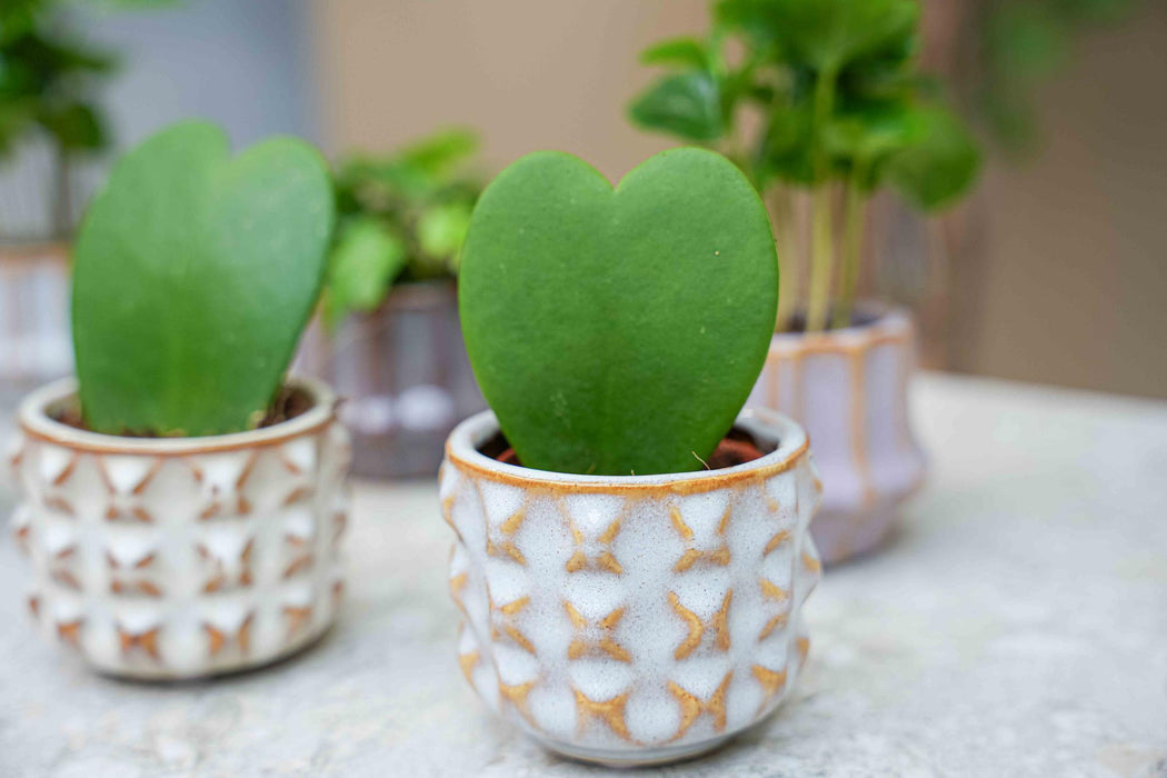 Plant set van 6 met pot set San Juan - plant mix - Ø6cm