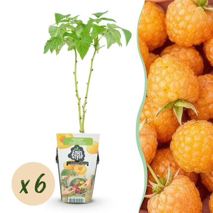 Raspberry - Rubus idaeus Fallgold - Yellow Raspberry - Ø9cm - 6x