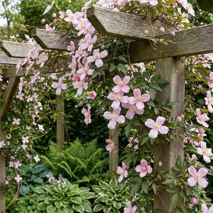 Clematis mont. 'Mayleen' - Bergclematis 6x - Licht Roze - Klimplant - Ø9cm - ↕35cm