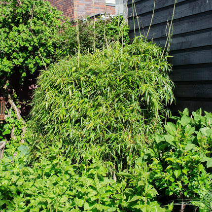 Fargesia rufa - Non-invasive bamboo - ↕80cm - Ø23cm