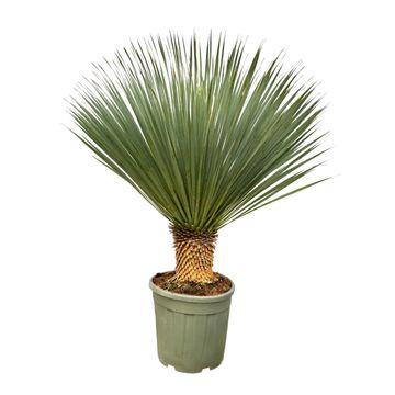 Yucca Rostrata - ↕100-120cm - Ø40cm