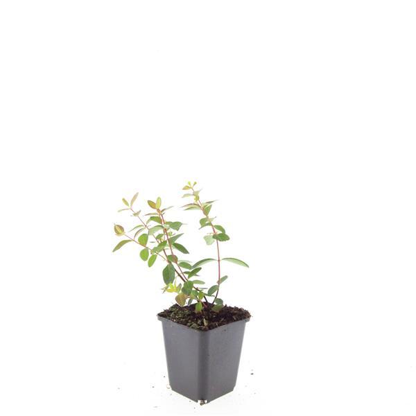Hypericum dummeri 'Peter Dummer' - ↕10-25cm - Ø9cm - 48x