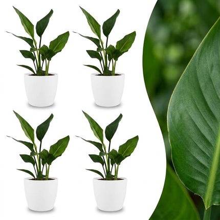 Strelitzia Reginea - Paradijsvogelplant - 4x - met Potter Wit - Pot 12cm - Hoogte - 35cm