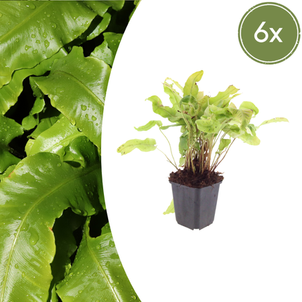 Helecho lengua - Asplenium scolopendrium - ↕10-25cm - Ø9cm - 6x