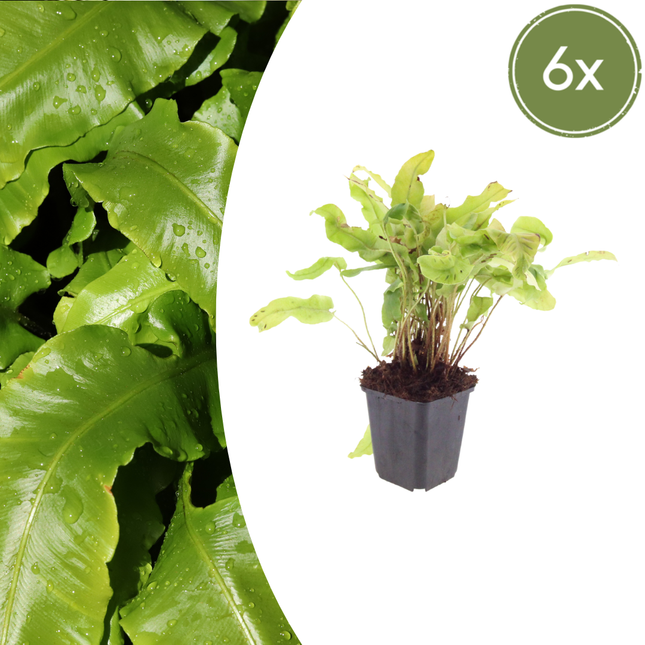 Felce lingua - Asplenium scolopendrium - ↕10-25cm - Ø9cm - 6x