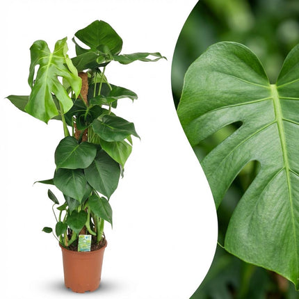Monstera Deliciosa mosstok - Gatenplant - ↕90cm - Ø19cm