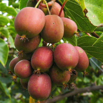 Actinidia deliciosa Ken's Red - Kiwi plant - Female - Red Fruit - 2 Plants - Pot 15cm - Height 50cm