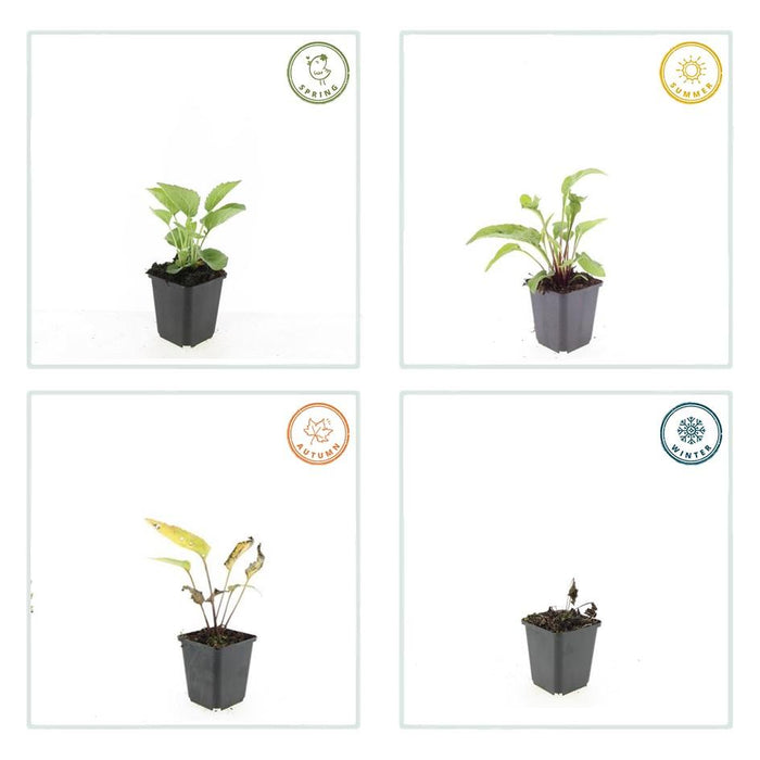 Echinacea purpurea 'Magnus' - Zonnehoed - ↕10-25cm - Ø9cm - 60x