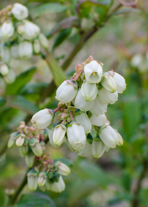 Vaccinium corymbosum 'Reka' - ↕45cm - Ø13cm - 5x