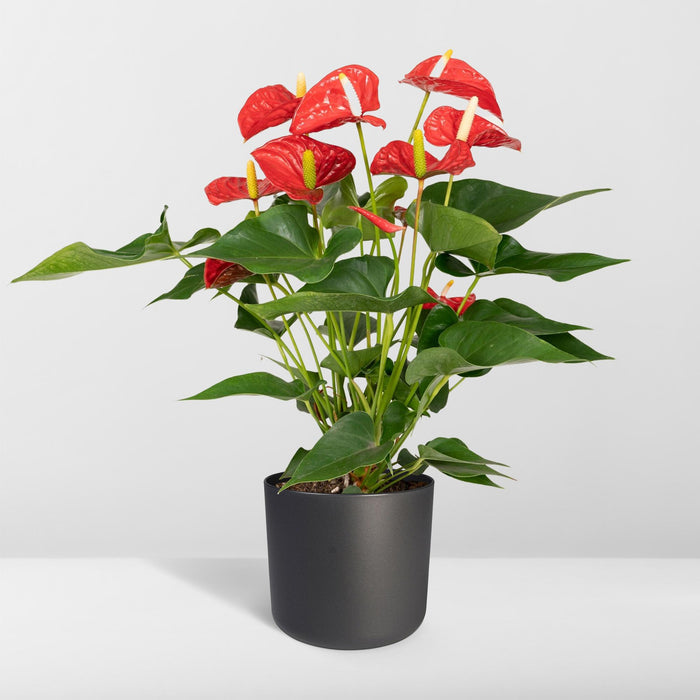 Anthurium Red - ↕55cm - Ø17cm