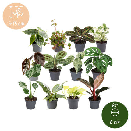 Baby Plants Surprise Box 12x - Verrassingsbox kleine planten - Diversen - Tropisch - Ø6cm - ↕5-15cm