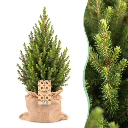 2x Picea glauca Conica - Kegelspar - Groen - Kerstboom - incl. jute zak - Ø19cm - ↕65cm