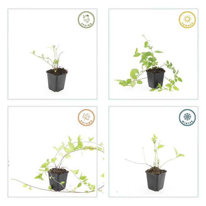 Vinca major 'Alba' - ↕10-25cm - Ø9cm - 48x