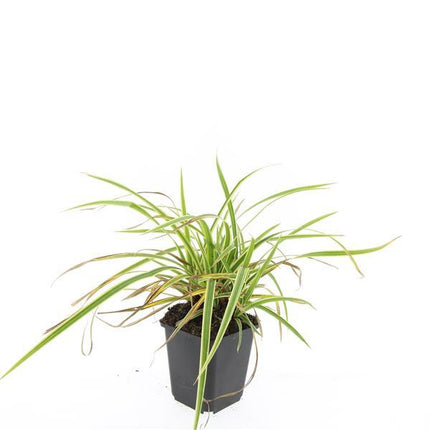 Carex morrowii 'Aureovariegata' - Zegge - ↕10-25cm - Ø9cm - 48x