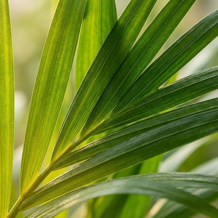 Areca Dypsis Lutescens - Goudpalm - ↕40cm - Ø12cm - 4x