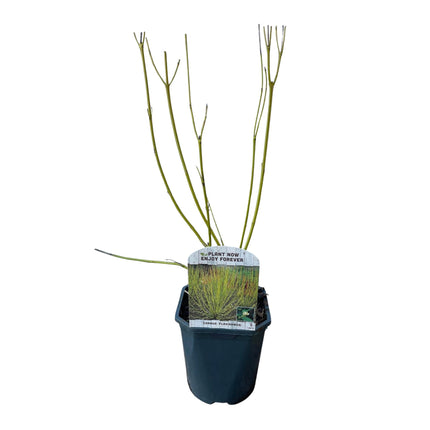 Cornus alba Flaviramea - Grønne Grene - 1 plante - ↕45cm - Ø17cm