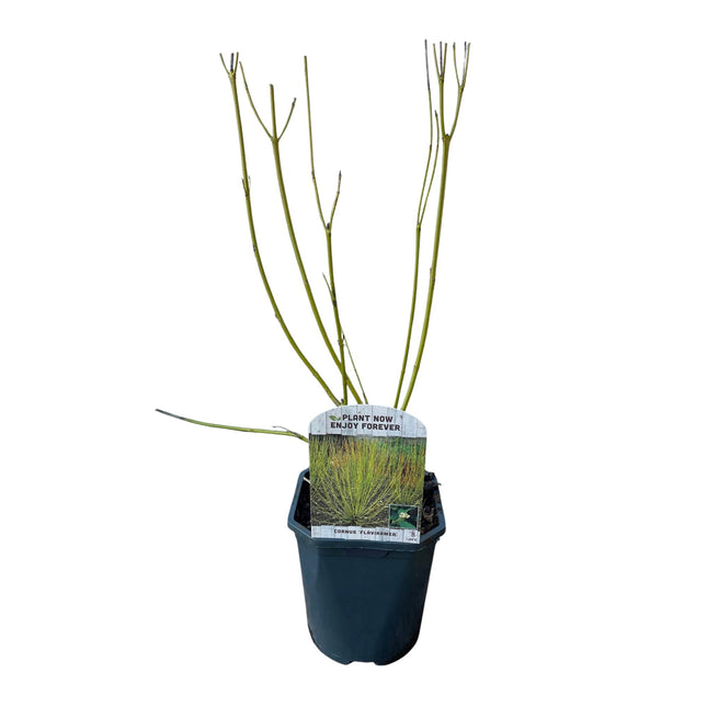Cornus alba Flaviramea - Groene Takken - 1 Plant - ↕45cm - Ø17cm