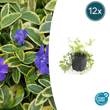 Vinca minor 'Aureovariegata' - Kleine Maagdenpalm - ↕10-25cm - Ø9cm - 12x
