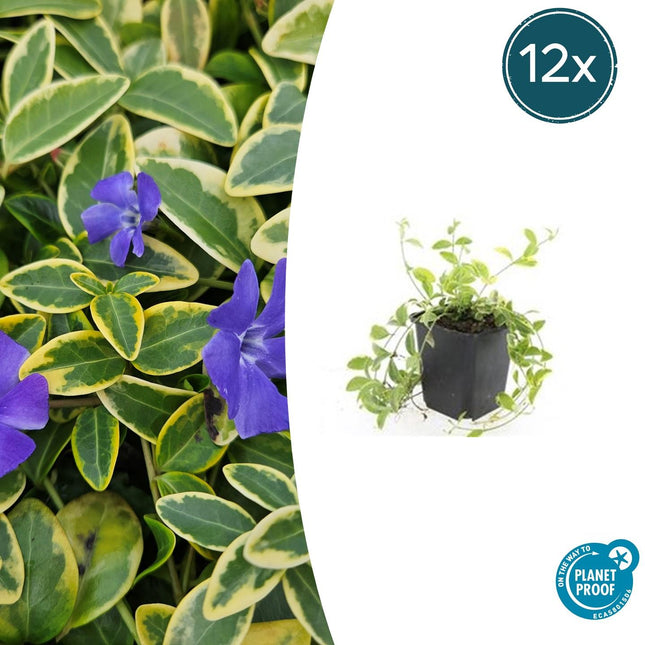 Vinca minor 'Aureovariegata' - Petite pervenche - ↕10-25cm - Ø9cm - 12x