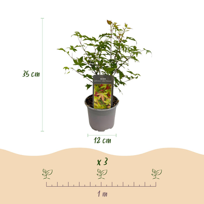 Japanse Esdoorn - Acer Palmatum Little Princess - Groen - ↕35cm - Ø12cm - 3x