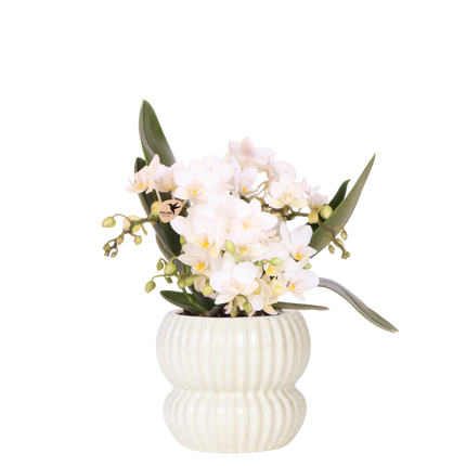 Kolibri Orchids | Witte Nazaré orchidee + Horizon sierpot wit – potmaat Ø9cm